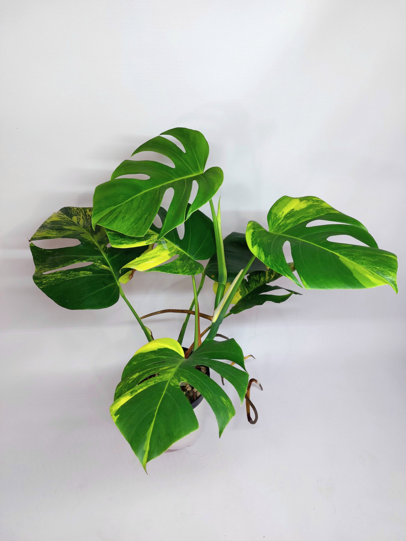 Monstera Aurea Variegata Marmorata Ro Liny Kolekcjonerskie Z Tajlandii Rzadkie Gatunki